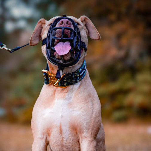 Bestia Dog Sport GripPro Print Collar - Gold