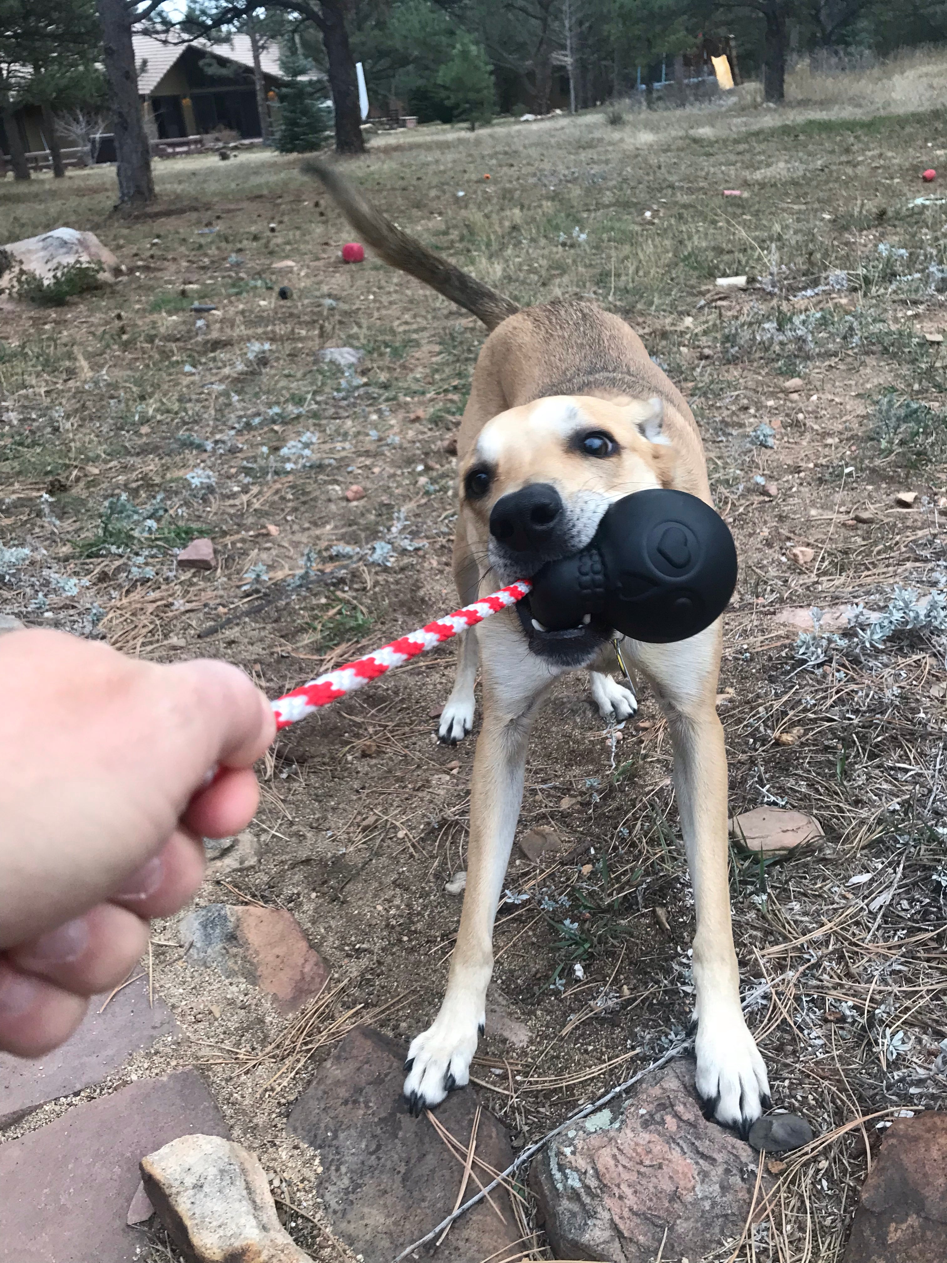 USA-K9 Magnum Skull - Black Magnum Rubber Chew Toy for Extreme Chewers | USA Made