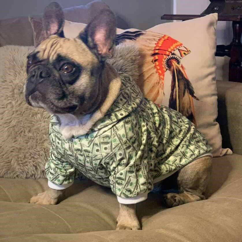 Money Print Dog Hoodie