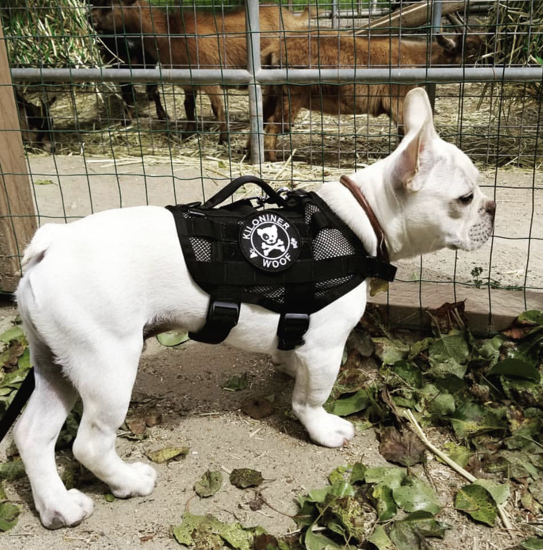 DOG & CROSSBONES Glow In The Dark Morale Patch