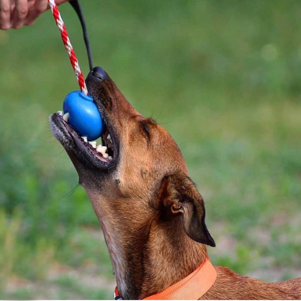 USA-K9 Cherry Bomb Rubber Dog Chew Toy | K9 Handler Reward Toy | Blue | USA Made