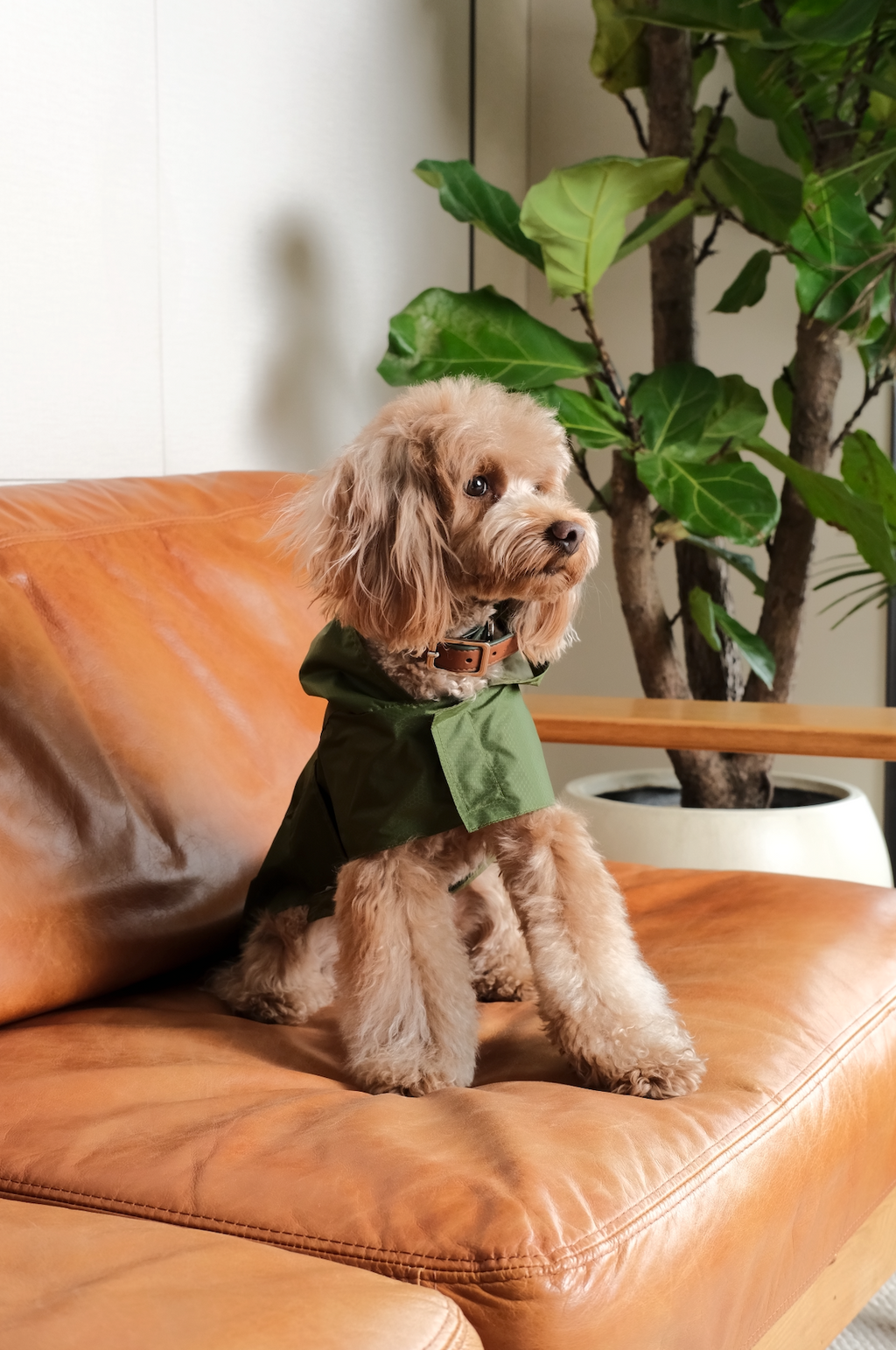 Capsule Raincoat - Green
