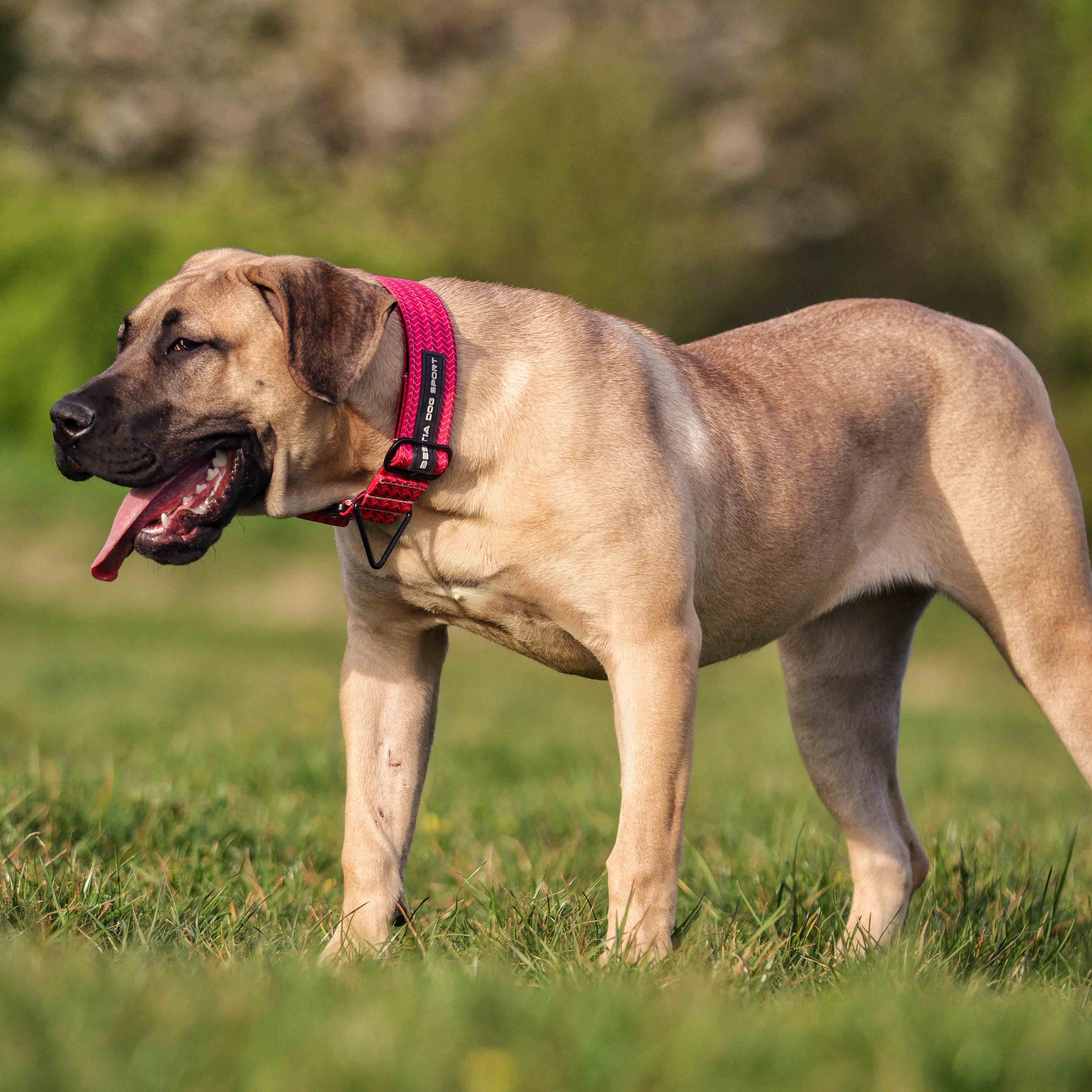Bestia Dog Sport GripPro Print Collar - Pink
