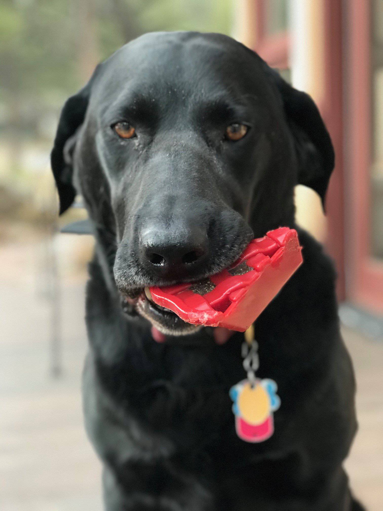 Cherry Pie Nylon Dog Chew Toy for Aggressive Chewers | USA Made | SodaPup